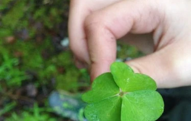 Villiyrttiretki | Nuuksio | FoRestful - Villiyrtit