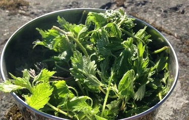 Villiyrttiretki | Nuuksio | FoRestful - Villiyrtit