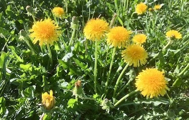 Villiyrttiretki | Nuuksio | FoRestful - Villiyrtit