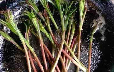 Villiyrttiretki | Nuuksio | FoRestful - Villiyrtit