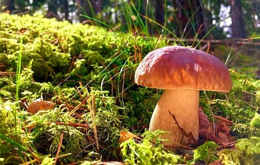 Sieniretki | Nuuksio | FoRestful - Sieniretki