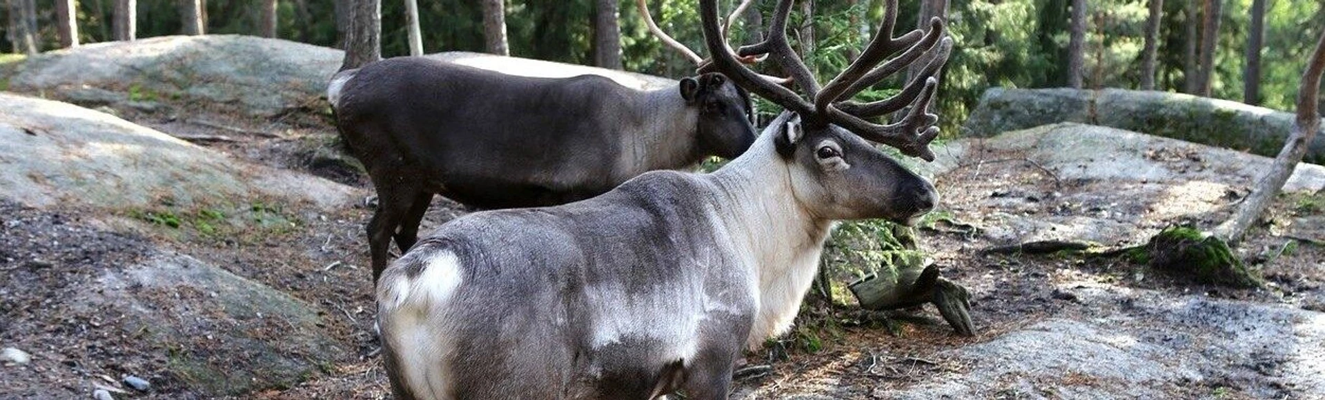 Tekemistä Goiglossa
