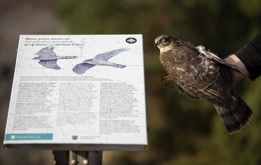 Eteläkärjen näköalapaikalla lokakuussa 2019 - Kuvaaja: Eetu Paljakka