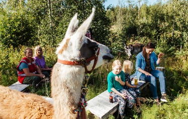 Elämyksellinen eläinkävely - Helppokulkuinen eläinkävely maaseutumiljöössä Hanhenlennossa Iisalmessa. Kuvassa poro, lapset ja aikuinen kesäisellä kukkaniityllä. 