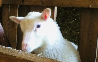 Eläinten esittely- ja hoitohetki Hanhenlennossa - Enemmän kuin pelkkä vierailu – eläinten lähelle turvallisesti ja rauhassa.