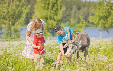 Elämyksellinen eläinkävely - Helppokulkuinen eläinkävely maaseutumiljöössä Hanhenlennossa Iisalmessa. Kuvassa poro, lapset ja aikuinen kesäisellä kukkaniityllä. 