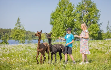Elämyksellinen eläinkävely - Helppokulkuinen eläinkävely maaseutumiljöössä Hanhenlennossa Iisalmessa. Kuvassa poro, lapset ja aikuinen kesäisellä kukkaniityllä.
