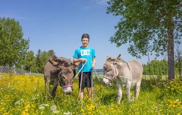 Elämyksellinen eläinkävely - Helppokulkuinen eläinkävely maaseutumiljöössä Hanhenlennossa Iisalmessa. Kuvassa poro, lapset ja aikuinen kesäisellä kukkaniityllä.