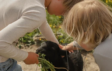 Eläinten esittely- ja hoitohetki Hanhenlennossa - Enemmän kuin pelkkä vierailu – eläinten lähelle turvallisesti ja rauhassa.