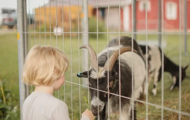 Eläinten esittely- ja hoitohetki Hanhenlennossa - Enemmän kuin pelkkä vierailu – eläinten lähelle turvallisesti ja rauhassa.