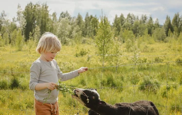 Eläinten esittely- ja hoitohetki Hanhenlennossa - Enemmän kuin pelkkä vierailu – eläinten lähelle turvallisesti ja rauhassa.