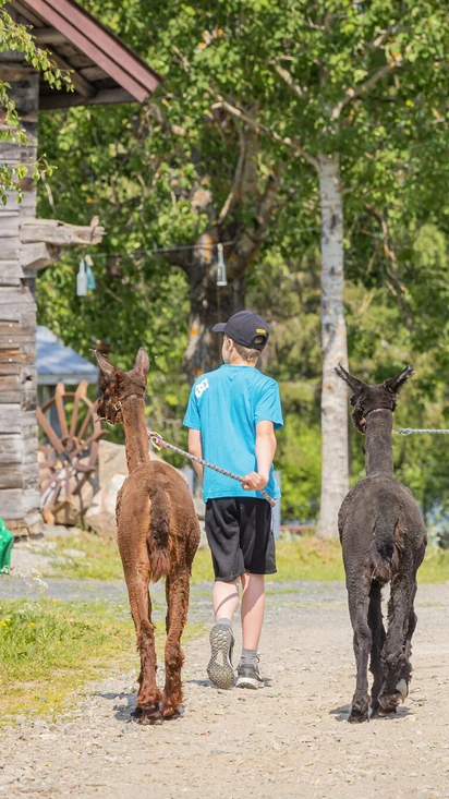 Goose Flight - farm animal farm, accommodation and rural experiences