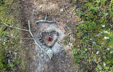 Metsäpolulle on tehty männynkävyistä sydän, minkä sisällä on mustikoita ja puolukoita pieni kasa.