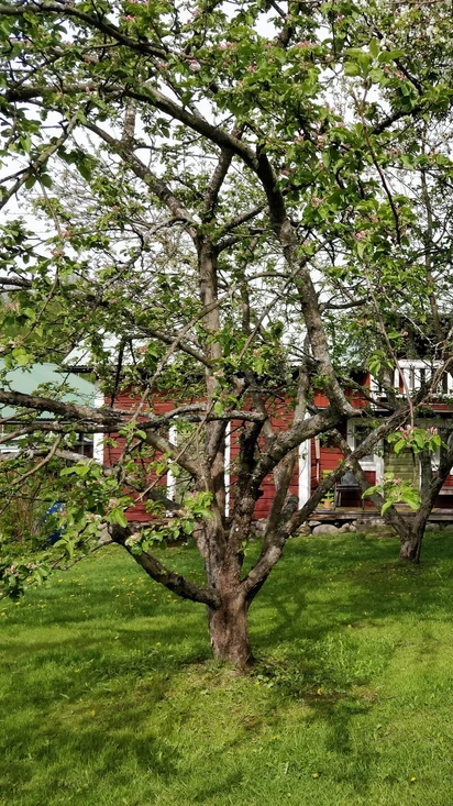Kesäaitat