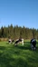Petting zoo