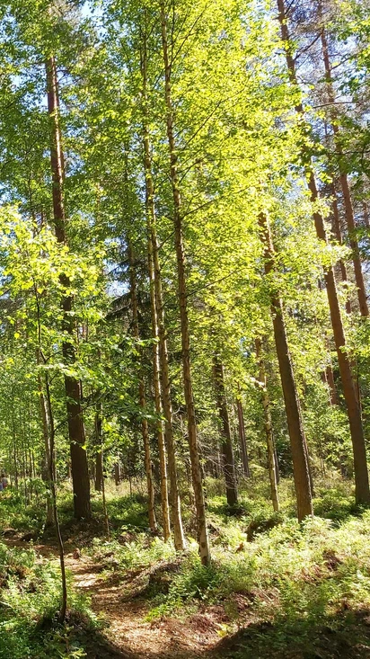 Muutamaksi tunniksi luontoon tai laavulle yöksi
