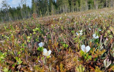 A panoramic view from Niesi Highlands followed by a private sauna and lunch in a wilderness cabin.