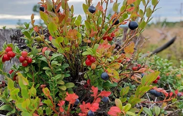 A panoramic view from Niesi Highlands followed by a private sauna and lunch in a wilderness cabin.