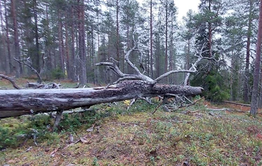 A panoramic view from Niesi Highlands followed by a private sauna and lunch in a wilderness cabin.
