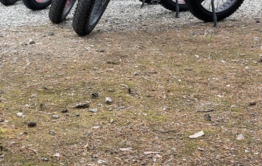 Sähkömaastopyörät - Meiltä löytyy kaasukahvalla varustetut 1kW tehokkaalla akulla varustettuja Vartiokylän sähköpyöriä. Mahdollista vuokrata jopa 16 hlö ryhmälle kerralla. 