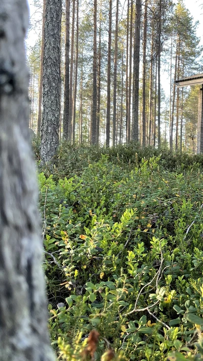 Hossanportti Mökit