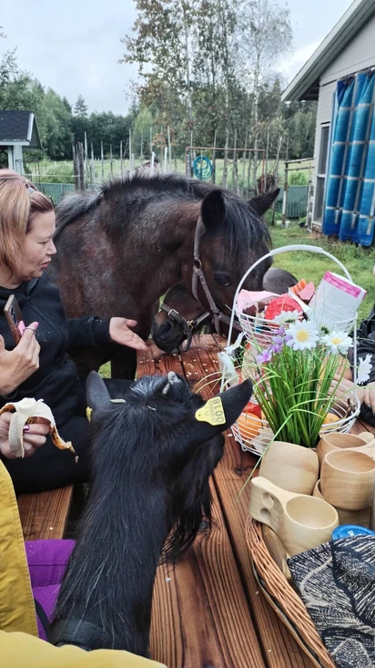 Piknik eläinten kanssa/Picnic with animals