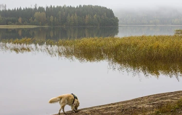 Nuotta-mökki järven rannalla - Nuotta-mökillä on aivan upea, yksityinen luonnonhiekkaranta. Ranta syvenee hitaasti joten se sopii hyvin myös perheen pienimpien rantaleikkeihin.