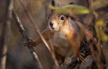 Merta-mökki viidelle - Merta-mökki on käytettävissä touko-syyskuussa kelien mukaan.