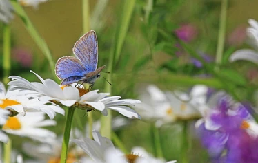 Merta-mökki viidelle - Merta-mökki on käytettävissä touko-syyskuussa kelien mukaan.
