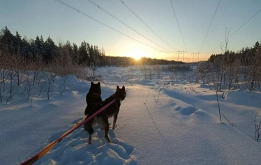 Suomäen ulvojat