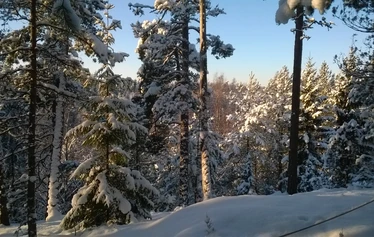 Torppa omassa rauhassaan metsän siimeksessä