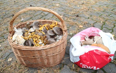 Tervetuloa Porkkalaan! - Tulkaa mukaan retkelle Porkkalan raikkaaseen luontoon, jossa merituuli puhaltaa puut mutkalle ja muuttolinnut lentävät keväisin ja syksyisin ylitse.
