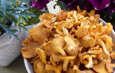 Tervetuloa Porkkalaan! - Tulkaa mukaan retkelle Porkkalan raikkaaseen luontoon, jossa merituuli puhaltaa puut mutkalle ja muuttolinnut lentävät keväisin ja syksyisin ylitse.