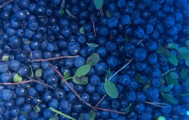 Tervetuloa Porkkalaan! - Tulkaa mukaan retkelle Porkkalan raikkaaseen luontoon, jossa merituuli puhaltaa puut mutkalle ja muuttolinnut lentävät keväisin ja syksyisin ylitse.