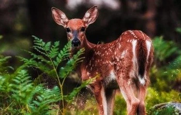 Tervetuloa Porkkalaan! - Tulkaa mukaan retkelle Porkkalan raikkaaseen luontoon, jossa merituuli puhaltaa puut mutkalle ja muuttolinnut lentävät keväisin ja syksyisin ylitse.