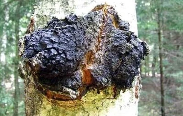 Chaga chunks