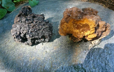 Chaga chunks