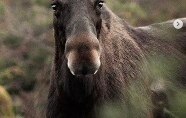 Tervetuloa Porkkalaan! - Tulkaa mukaan retkelle Porkkalan raikkaaseen luontoon, jossa merituuli puhaltaa puut mutkalle ja muuttolinnut lentävät keväisin ja syksyisin ylitse.