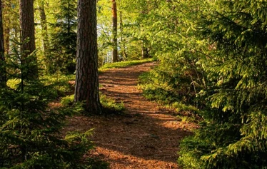 Kyynaraharju is a narrow ridge betwee two lakes