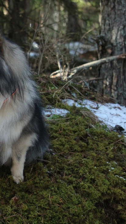 Koirametsän yksityisvuorot
