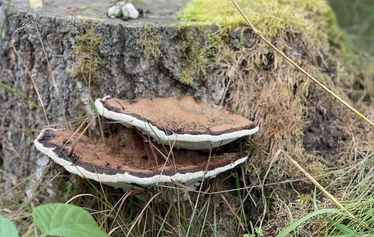 Omaa lampeamme - meidän hyvän olon keskusta - emme ohita Mielen maisemat - kokonaisuudessa. Se on ehdottomasti osa tätä.