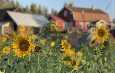 Omaa lampeamme - meidän hyvän olon keskusta - emme ohita Mielen maisemat - kokonaisuudessa. Se on ehdottomasti osa tätä.