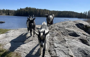 Omaa lampeamme - meidän hyvän olon keskusta - emme ohita Mielen maisemat - kokonaisuudessa. Se on ehdottomasti osa tätä.