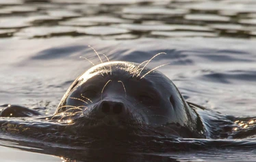 Crociera foche con Ecoboat - Crociera foche con Ecoboat dal porto di Puumala. Un'escursione foche sull'Ecoboat sul Saimaa è una grande esperienza naturalistica. È possibile acquistare posti singoli per queste escursioni. La guida parla inglese