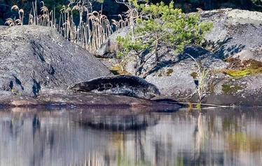 Saimaa-Robbentour in Puumala ist ein großartiges Erlebnis - Private Saimaa-Robbentour in Puumala ist ein großartiges Erlebnis. Eine Ringelrobbe zu erspähen ist am wahrscheinlichsten nach der Eisschmelze bis in die ersten Junitage, wenn sie sich auf den Uferfelsen aalt und ihr Fell trocknet. An Bord nur die Gruppe des Auftraggebers, sonst niemand