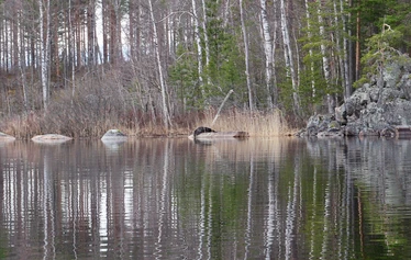 Norpan pää kurkistaa vedestä
