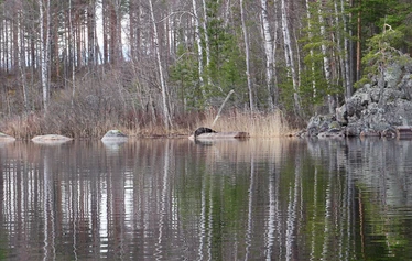 Norpan pää kurkistaa vedestä