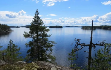 Saimaa Ringel-Robbe - Begleiten Sie den fröhlichen finnischen Kapitän Arto auf einer Robben-Safari mit seinem einzigartigen elektrischen Ecoboat. Erleben Sie die Schönheit des Saimaasees und beobachten Sie in Puumala die seltenen Saimaa-Ringelrobben, ohne sich Gedanken über eventuell kaltes oder regnerisches Wetter machen zu müssen. Mai und Anfang Juni sind die beste Zeit, um Robben zu beobachten. Für diese Touren können Sie Einzelplätze buchen. Das Ecoboat ist wetterfest und bietet Komfort für Menschen jeden Alters. Sie werden ein großartiges und entspannendes Naturerlebnis haben und mit etwas Glück eine seltene Saimaa-Ringelrobbe sehen.