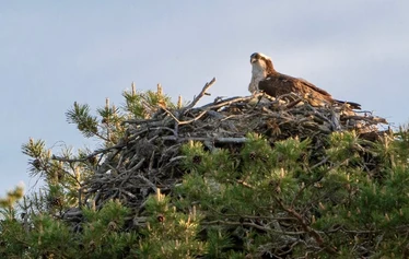 Hieno kesäelämys Saimaalla - Tarinaristeilyllä kuulet Saimaan tarinoita ja nautit kahvit mukavassa Ekopaatissa samalla kun kippari soittaa haitarilla