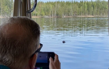 Maj är den bästa tiden att se den sällsynta Saimaa-vikaren - Maj är den bästa tiden att se den sällsynta Saimaa-vikaren, eftersom de är i pälsbyte